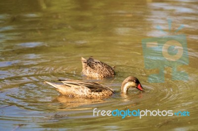 Galapagos Pintail Stock Photo