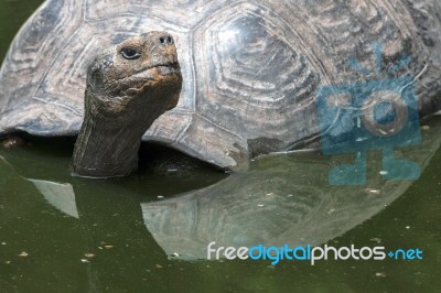 Galapagos Tortoise Stock Photo