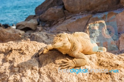 Galapagos Yellow Land Iguana Stock Photo