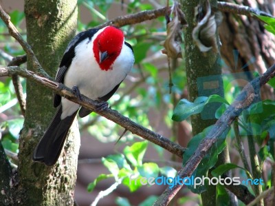 Galo Da Campina - Paroaria Dominicana Stock Photo