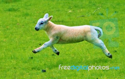 Gambolling Lamb Stock Photo