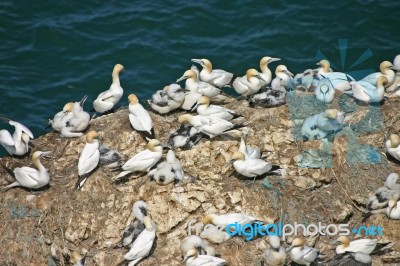 Gannet Colony Stock Photo