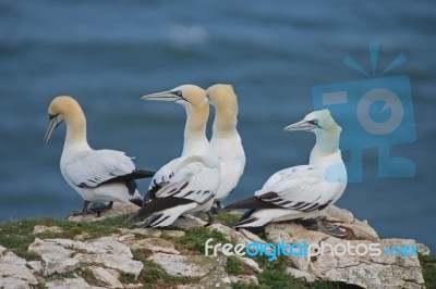 Gannets Stock Photo