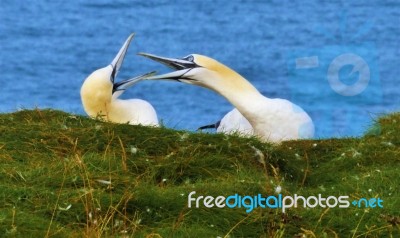 Gannets Greeting At Rspb Bempton Stock Photo