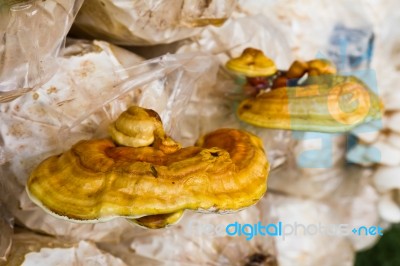 Ganoderma  Lucidum Stock Photo