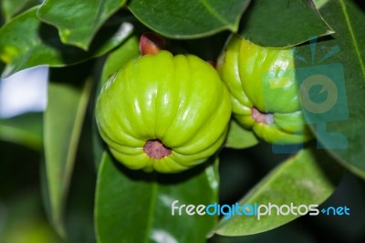 Garcinia Cambogia Hanging From A Tree In An Orchard.  (thai Herb… Stock Photo