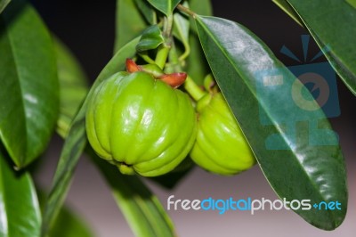 Garcinia Cambogia Hanging From A Tree In An Orchard. (thai Herb… Stock ...