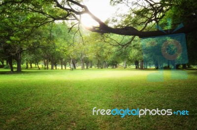 Garden Stock Photo