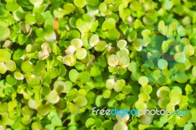 Garden Bed Closeup Stock Photo