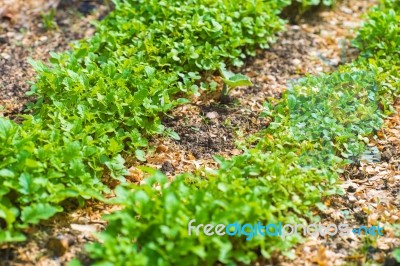 Garden Bed Closeup Stock Photo