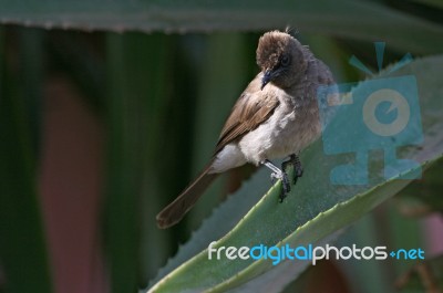 Garden Bulbul Stock Photo