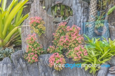 Garden Decorate Stock Photo