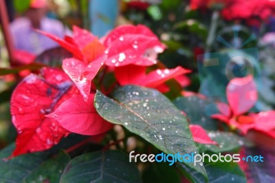 Garden Flower Stock Photo