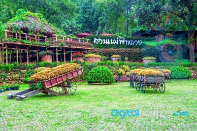 Garden Flowers, Mae Fah Luang Garden Locate On Doi Tung In Chiang Rai,thailand Stock Photo