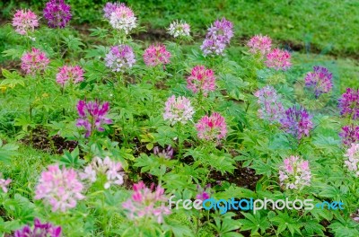 Garden Flowers Of Cleome With Multi-colored Stock Photo