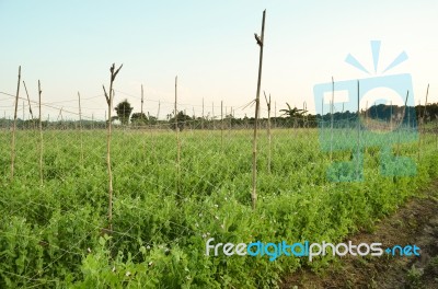 Garden Pea Stock Photo