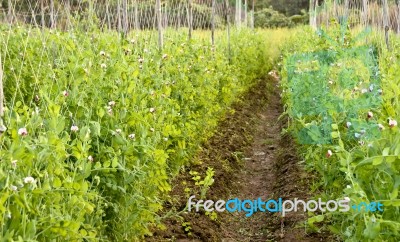 Garden Pea Stock Photo