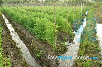 Garden Pea Stock Photo