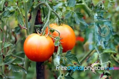 Garden Tomatoes Stock Photo