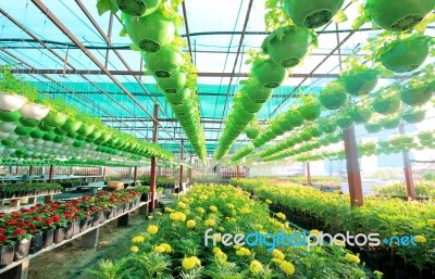 Garden Tree And Flower Shop Stock Photo