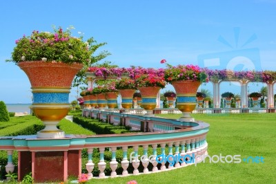 Garden with blooming flowers Stock Photo