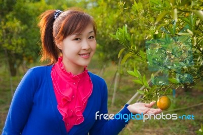 Gardener Girl In Orange Garden, North Of  Thailand Stock Photo