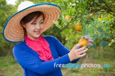 Gardener Girl In Orange Garden, North Of  Thailand Stock Photo