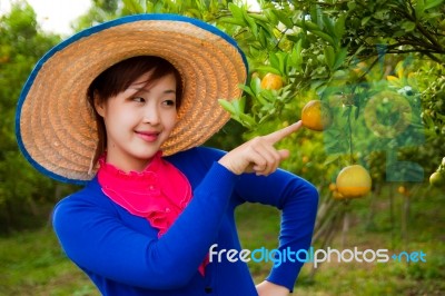 Gardener Girl In Orange Garden, North Of  Thailand Stock Photo