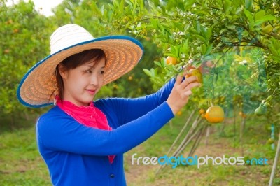 Gardener Girl In Orange Garden, North Of  Thailand Stock Photo