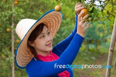 Gardener Girl In Orange Garden, North Of  Thailand Stock Photo