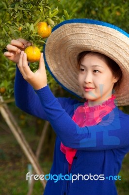 Gardener Girl In Orange Garden, North Of  Thailand Stock Photo