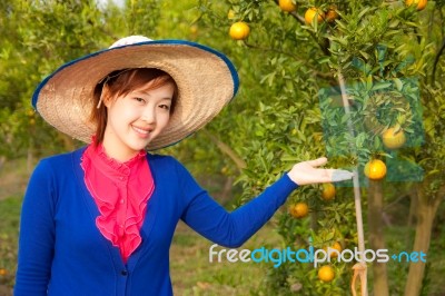 Gardener Girl In Orange Garden, North Of  Thailand Stock Photo