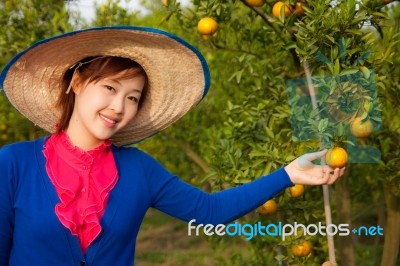 Gardener Girl In Orange Garden, North Of  Thailand Stock Photo