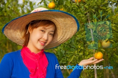 Gardener Girl In Orange Garden, North Of  Thailand Stock Photo