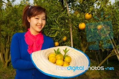 Gardener Girl In Orange Garden, North Of  Thailand Stock Photo