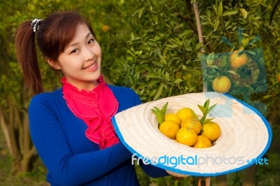 Gardener Girl In Orange Garden, North Of  Thailand Stock Photo