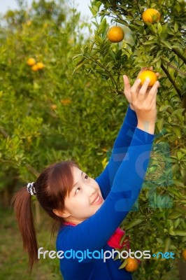 Gardener Girl Picking Fresh Orange Stock Photo