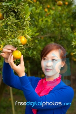 Gardener Girl Picking Fresh Orange Stock Photo