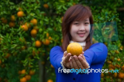 Gardener Girl Picking Fresh Orange Stock Photo