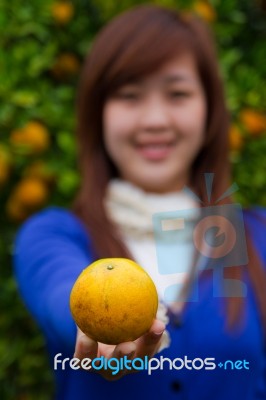 Gardener Girl Picking Fresh Orange Stock Photo