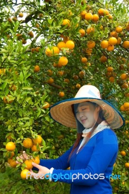 Gardener Girl Picking Fresh Orange Stock Photo