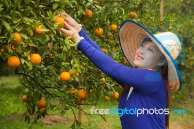 Gardener Girl Picking Fresh Orange Stock Photo