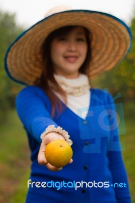 Gardener Girl Picking Fresh Orange Stock Photo