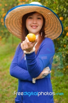 Gardener Girl Picking Fresh Orange Stock Photo