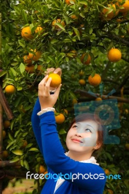 Gardener Girl Picking Fresh Orange Stock Photo