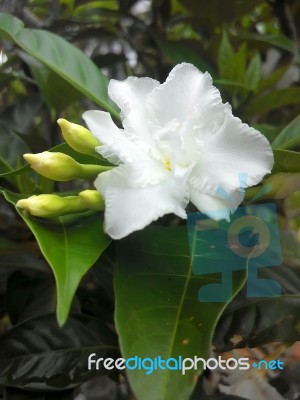 Gardenia Flower Stock Photo