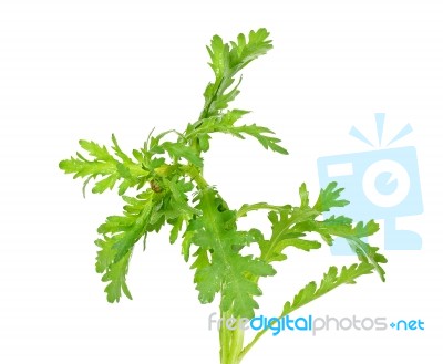 Garland Chrysanthemum Isolated On The White Background Stock Photo