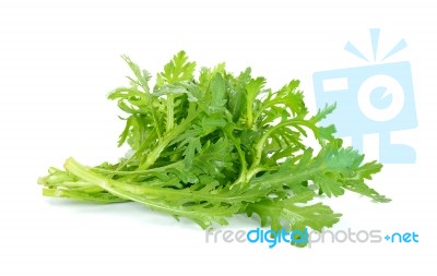 Garland Chrysanthemum Isolated On The White Background Stock Photo