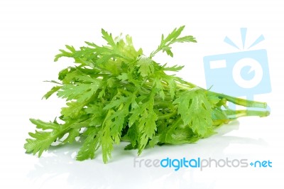 Garland Chrysanthemum Isolated On The White Background Stock Photo