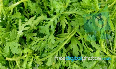 Garland Chrysanthemum  On The White Background Stock Photo